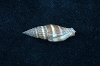 藏品(黑筆螺)的圖片